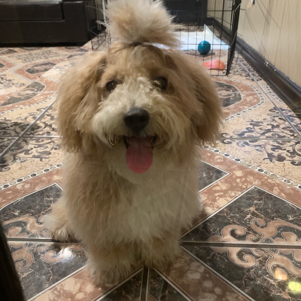 Meet your Posher, Giovanna